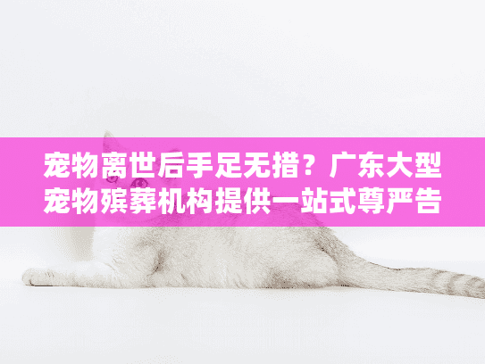宠物离世后手足无措？广东大型宠物殡葬机构提供一站式尊严告别方案
