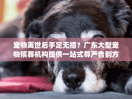 宠物离世后手足无措？广东大型宠物殡葬机构提供一站式尊严告别方案