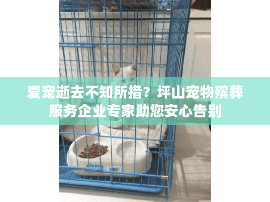 爱宠逝去不知所措？坪山宠物殡葬服务企业专家助您安心告别