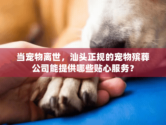 当宠物离世，汕头正规的宠物殡葬公司能提供哪些贴心服务？