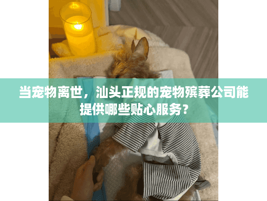 当宠物离世，汕头正规的宠物殡葬公司能提供哪些贴心服务？