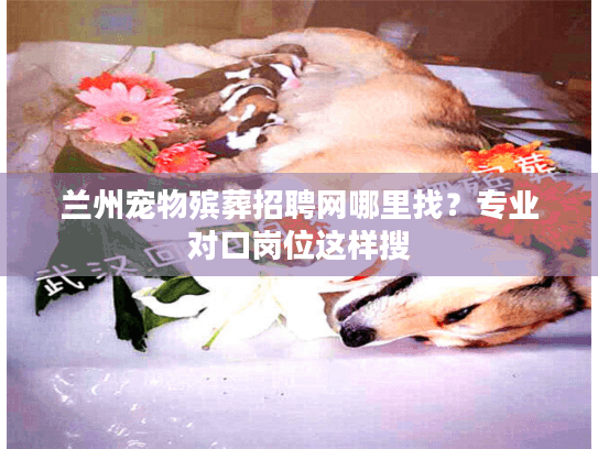 兰州宠物殡葬招聘网哪里找？专业对口岗位这样搜