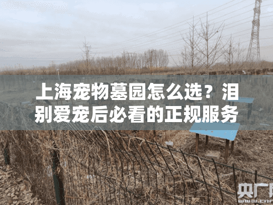 上海宠物墓园怎么选？泪别爱宠后必看的正规服务与避坑指南