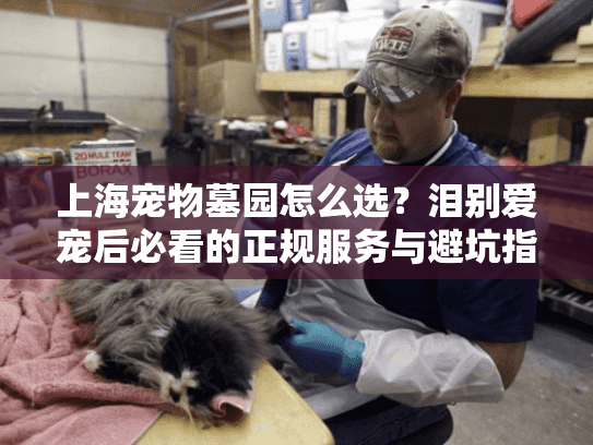 上海宠物墓园怎么选？泪别爱宠后必看的正规服务与避坑指南