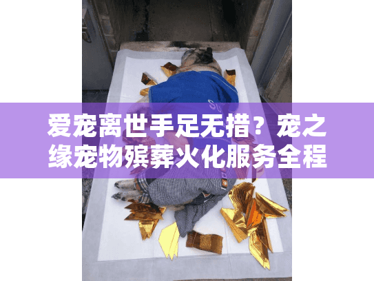 爱宠离世手足无措？宠之缘宠物殡葬火化服务全程指引