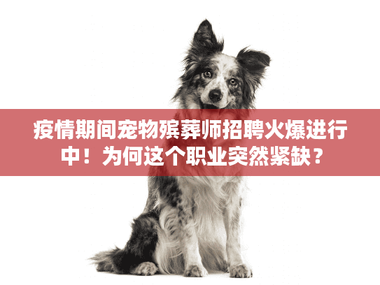 疫情期间宠物殡葬师招聘火爆进行中！为何这个职业突然紧缺？