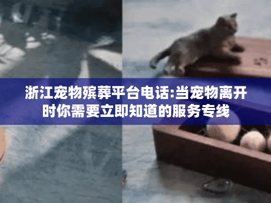 浙江宠物殡葬平台电话:当宠物离开时你需要立即知道的服务专线