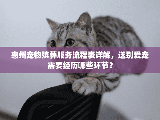 惠州宠物殡葬服务流程表详解，送别爱宠需要经历哪些环节？