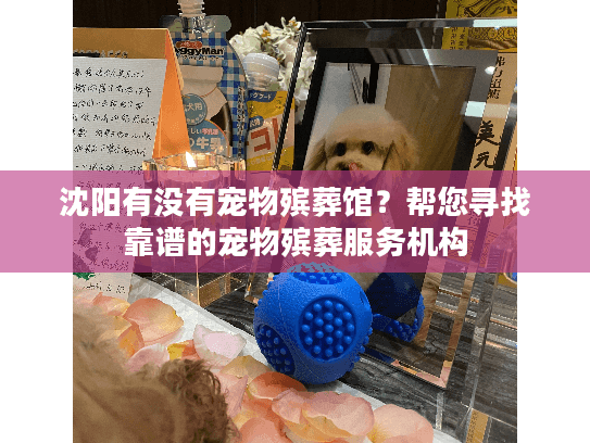 沈阳有没有宠物殡葬馆？帮您寻找靠谱的宠物殡葬服务机构