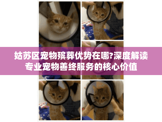 姑苏区宠物殡葬优势在哪?深度解读专业宠物善终服务的核心价值