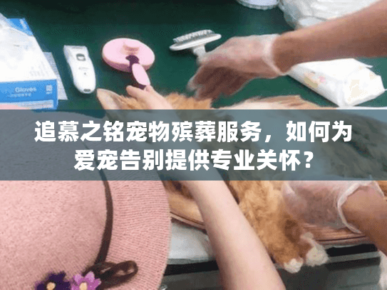 追慕之铭宠物殡葬服务，如何为爱宠告别提供专业关怀？
