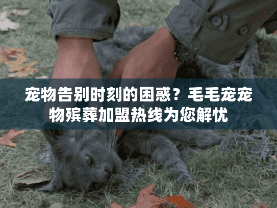 宠物告别时刻的困惑？毛毛宠宠物殡葬加盟热线为您解忧