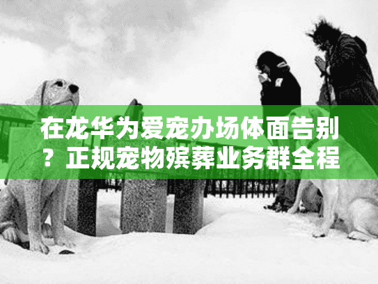 在龙华为爱宠办场体面告别？正规宠物殡葬业务群全程贴心守护