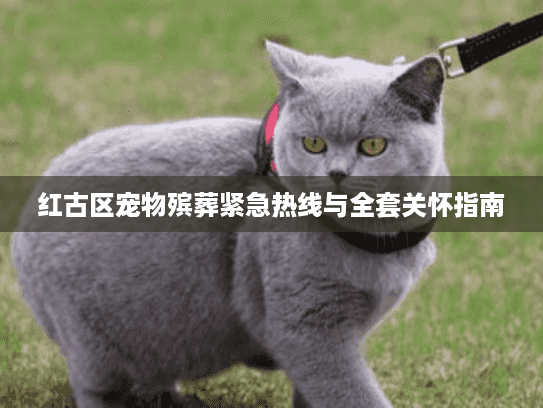 红古区宠物殡葬紧急热线与全套关怀指南