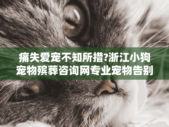 痛失爱宠不知所措?浙江小狗宠物殡葬咨询网专业宠物告别仪式指南