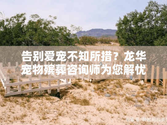 告别爱宠不知所措？龙华宠物殡葬咨询师为您解忧