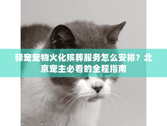 驿宠宠物火化殡葬服务怎么安排？北京宠主必看的全程指南