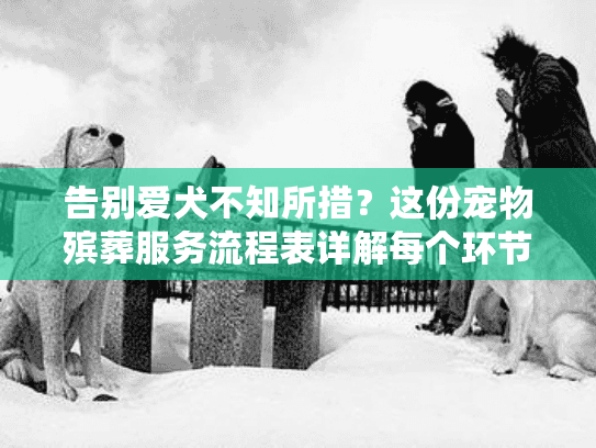 告别爱犬不知所措？这份宠物殡葬服务流程表详解每个环节
