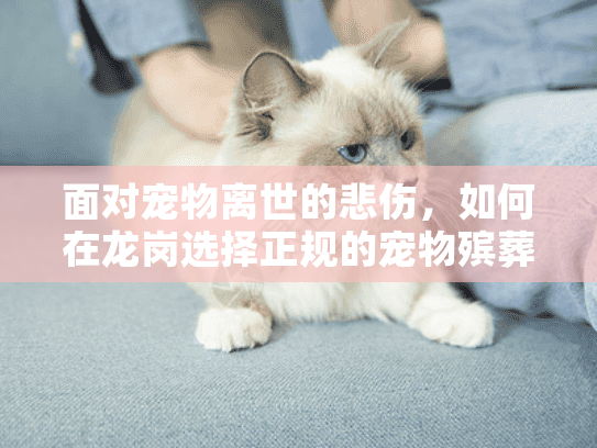 面对宠物离世的悲伤，如何在龙岗选择正规的宠物殡葬企业？