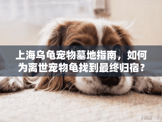 上海乌龟宠物墓地指南，如何为离世宠物龟找到最终归宿？