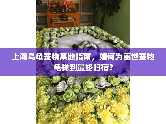 上海乌龟宠物墓地指南，如何为离世宠物龟找到最终归宿？