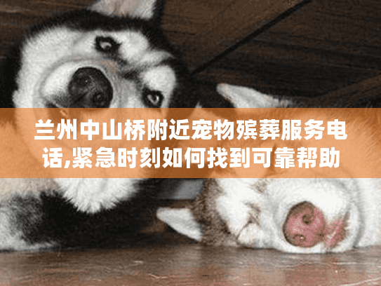 兰州中山桥附近宠物殡葬服务电话,紧急时刻如何找到可靠帮助?