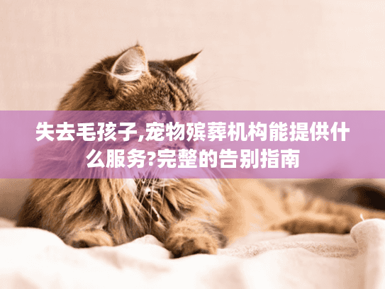 失去毛孩子,宠物殡葬机构能提供什么服务?完整的告别指南
