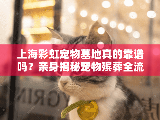 上海彩虹宠物墓地真的靠谱吗？亲身揭秘宠物殡葬全流程与避坑指南