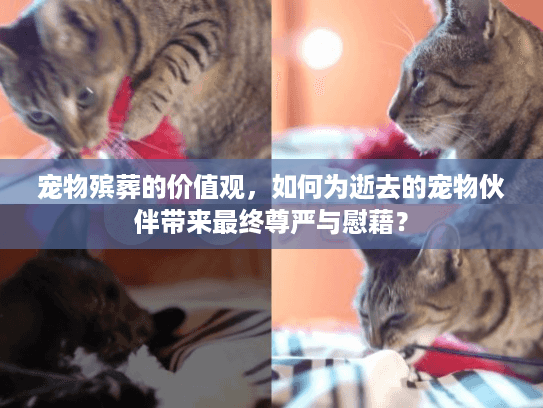 宠物殡葬的价值观，如何为逝去的宠物伙伴带来最终尊严与慰藉？