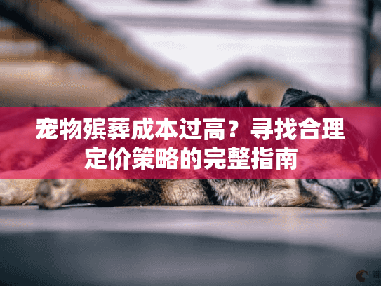 宠物殡葬成本过高？寻找合理定价策略的完整指南
