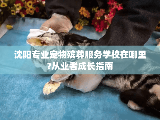 沈阳专业宠物殡葬服务学校在哪里?从业者成长指南