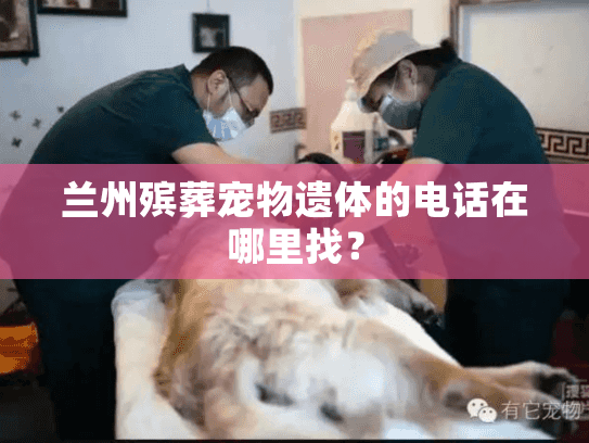 兰州殡葬宠物遗体的电话在哪里找？