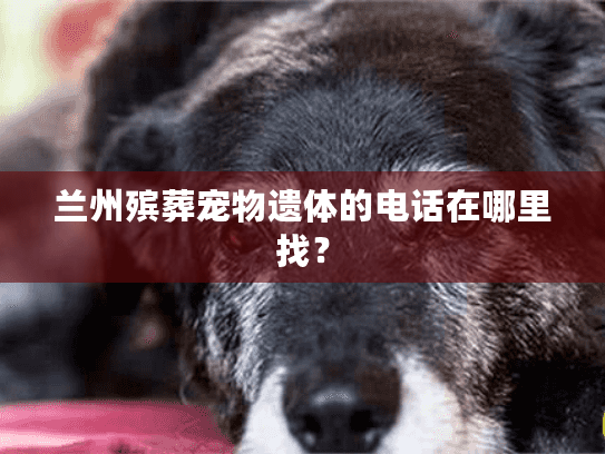 兰州殡葬宠物遗体的电话在哪里找？