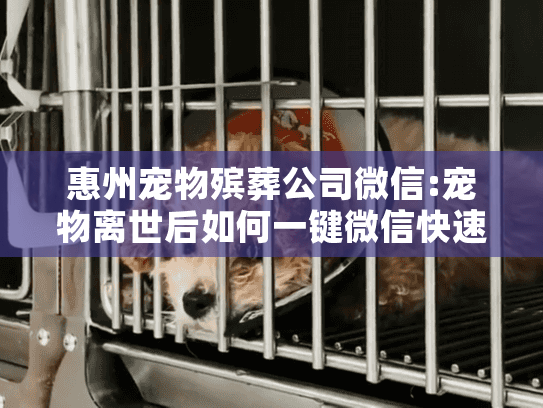 惠州宠物殡葬公司微信:宠物离世后如何一键微信快速预订服务