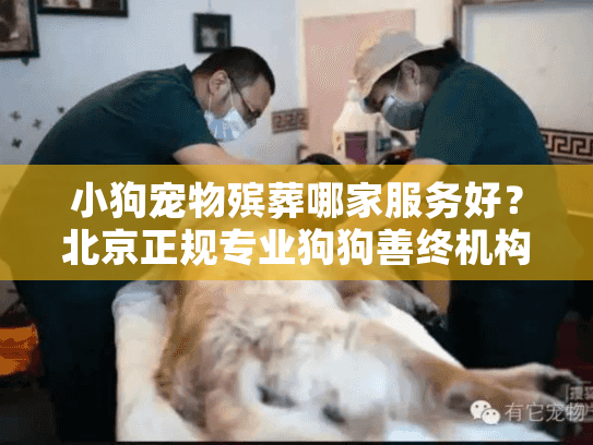 小狗宠物殡葬哪家服务好？北京正规专业狗狗善终机构推荐