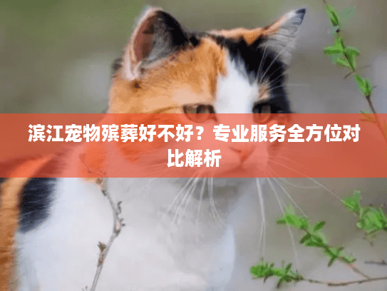 滨江宠物殡葬好不好？专业服务全方位对比解析
