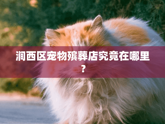 涧西区宠物殡葬店究竟在哪里？