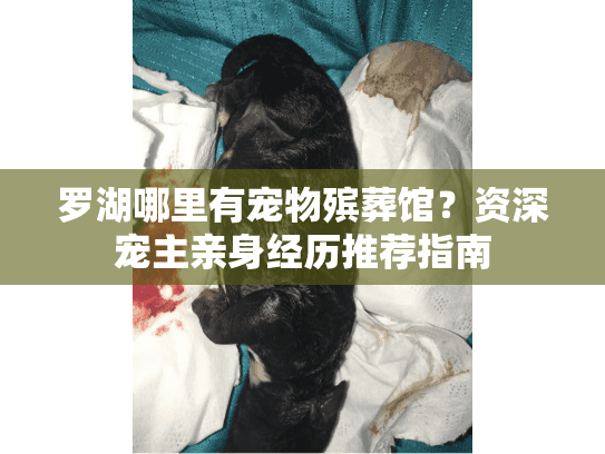 罗湖哪里有宠物殡葬馆？资深宠主亲身经历推荐指南