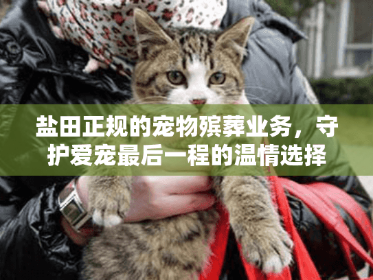 盐田正规的宠物殡葬业务，守护爱宠最后一程的温情选择