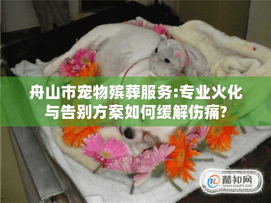 舟山市宠物殡葬服务:专业火化与告别方案如何缓解伤痛?