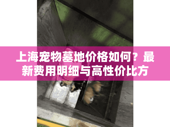 上海宠物墓地价格如何？最新费用明细与高性价比方案解析