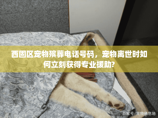 西固区宠物殡葬电话号码，宠物离世时如何立刻获得专业援助?