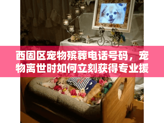 西固区宠物殡葬电话号码，宠物离世时如何立刻获得专业援助?