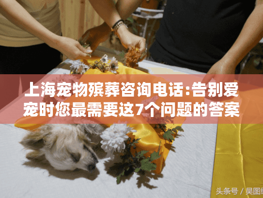 上海宠物殡葬咨询电话:告别爱宠时您最需要这7个问题的答案