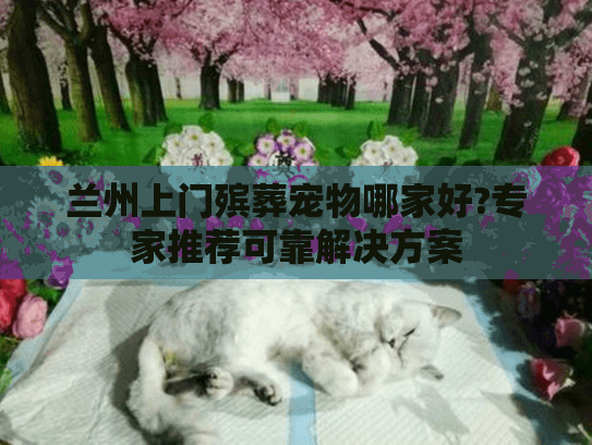 兰州上门殡葬宠物哪家好?专家推荐可靠解决方案