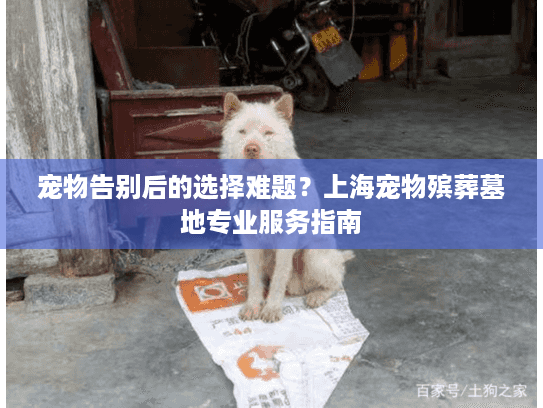 宠物告别后的选择难题？上海宠物殡葬墓地专业服务指南