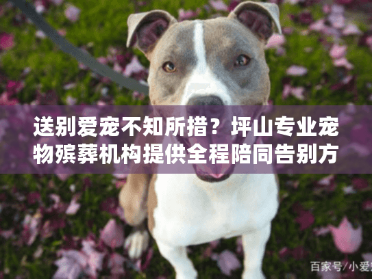 送别爱宠不知所措？坪山专业宠物殡葬机构提供全程陪同告别方案