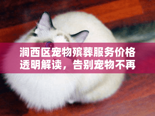 涧西区宠物殡葬服务价格透明解读，告别宠物不再迷惑