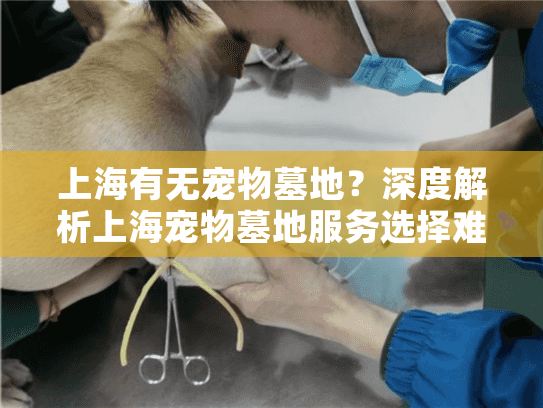 上海有无宠物墓地？深度解析上海宠物墓地服务选择难题