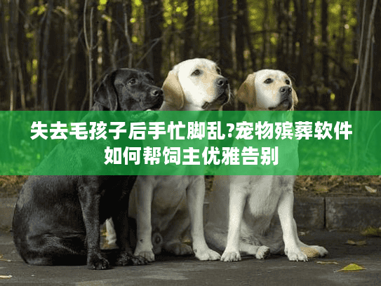 失去毛孩子后手忙脚乱?宠物殡葬软件如何帮饲主优雅告别